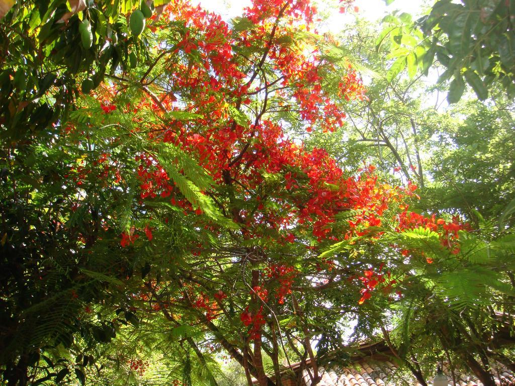 Refugio Do Corsario-Imbassai-Ba Hotel ภายนอก รูปภาพ